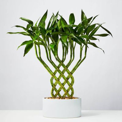 Bonsai Trees & Bamboo Plants | Plants.com